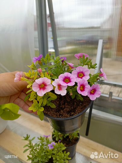 Калибрахоа