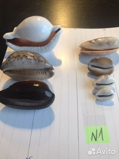 Ракушки. Набор