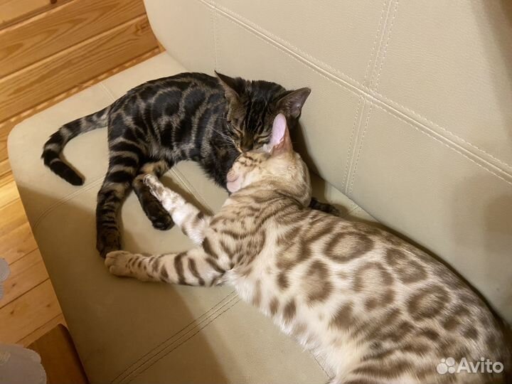 Бенгальский котенок - она