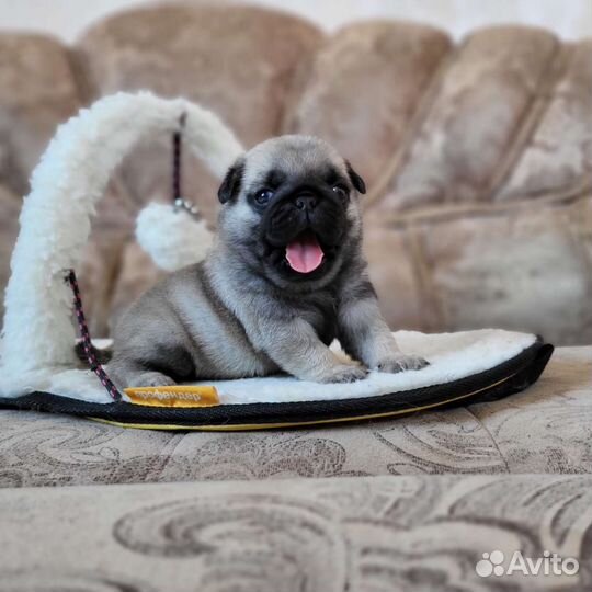 Маленькие колобки