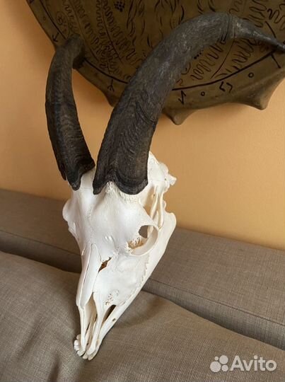 Череп козла с рогами