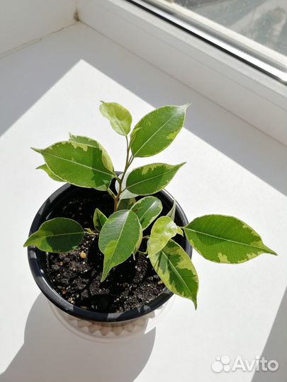 Фикус Бенджамина Грин Кинки