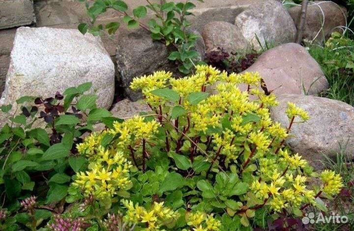 Почвопокровные растения