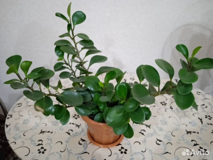 Комнатные цветы