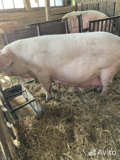 Поросята ландрас