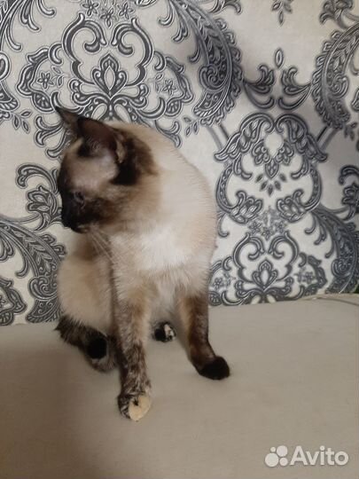 Отдам кота в добрые руки