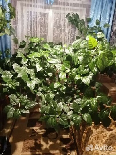 Гибискус китайская роза