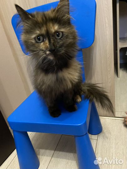 Кошка в дар бесплатно