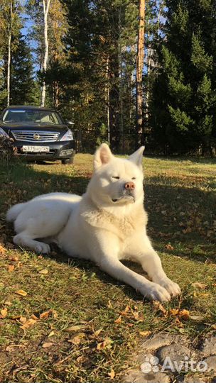 Вязка Акита ину