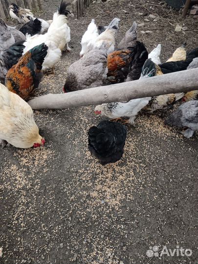 Куры домашние