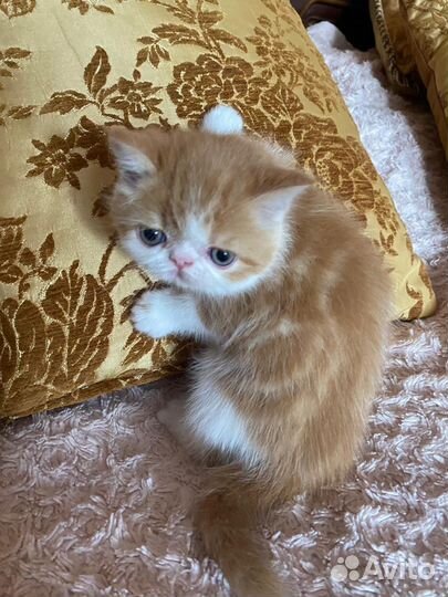 Котята экзоты