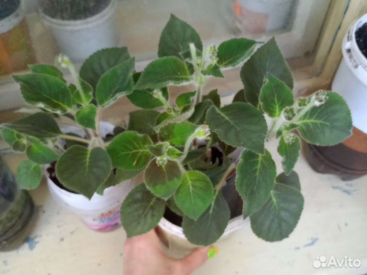 Комнатные цветы