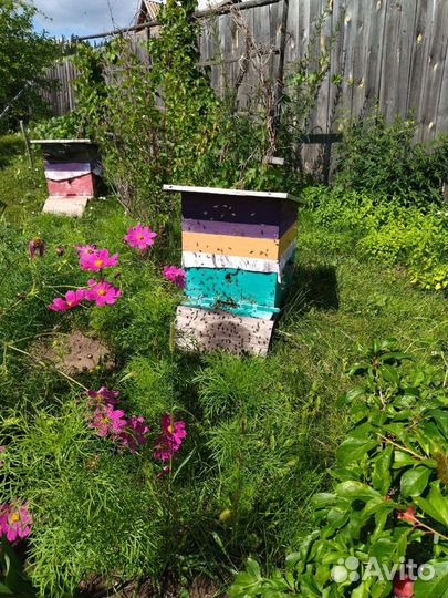Продам пчёл