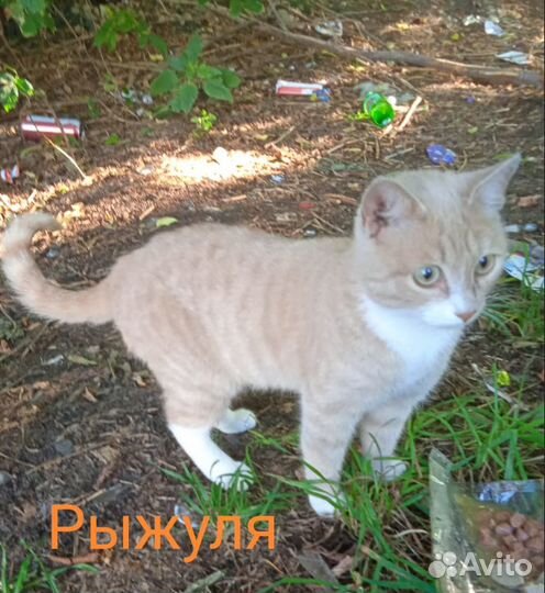 Кошки в добрые руки