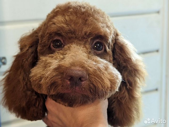 Груминг собак