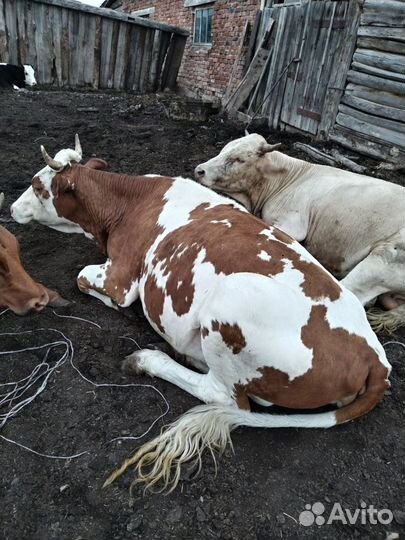 Бык и телка