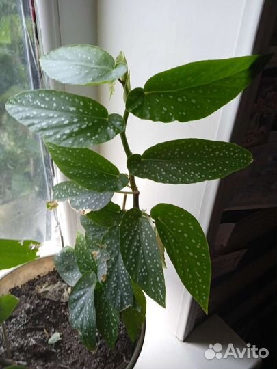 Бегония макулата