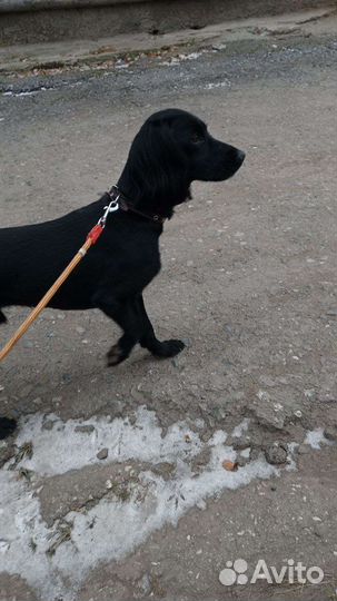 Передержка животных(коты, собаки, грызуны, птицы)