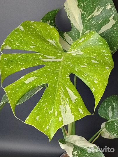 Монстера крем брюле