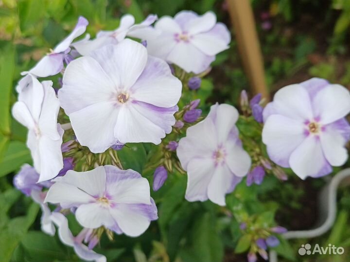 Флоксы многолетние