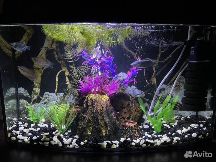 Аквариум