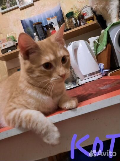 Котята- подростки