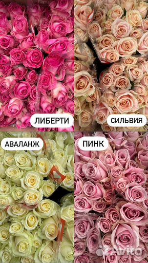 Оптовые розы все сорта