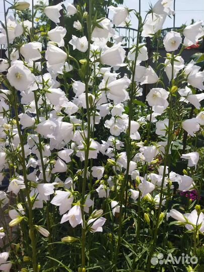 Саженцы колокольчика