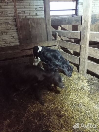 Телята телочки