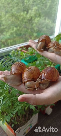 Улитки Ахатины Фулика