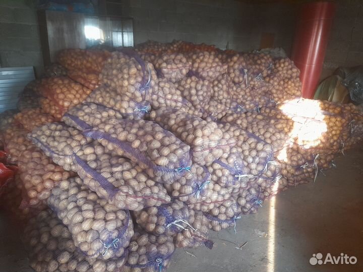 Продам картофель