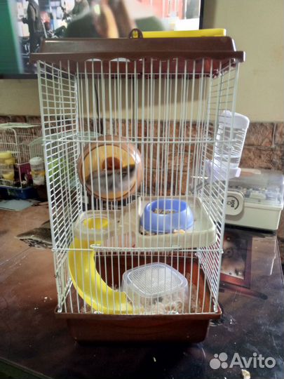 Джунгарский хомяк с клеткой бесплатно