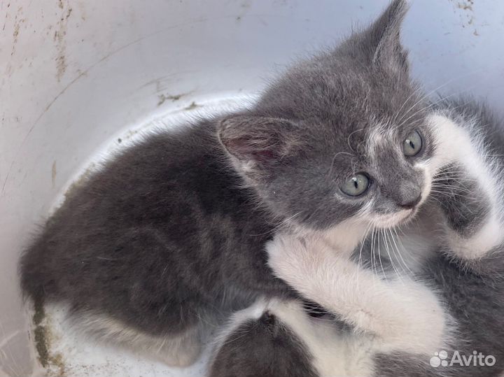 Котята в добрые руки бесплатно коты