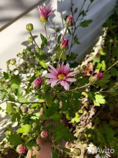 Хризантемы