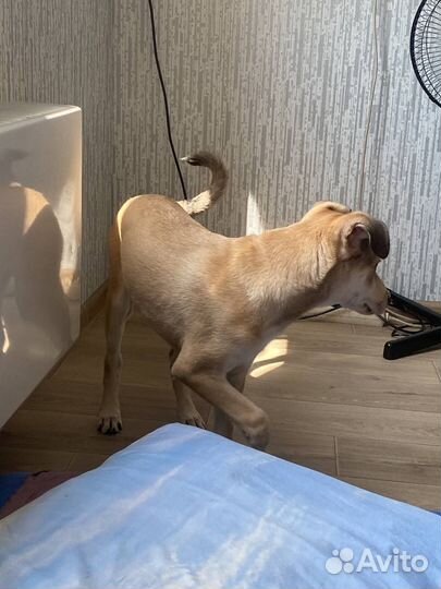 Собака в добрые руки