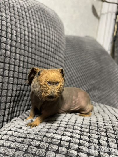 Морская свинка скинни