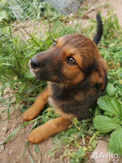 Собака в добрые руки отдам бесплатно