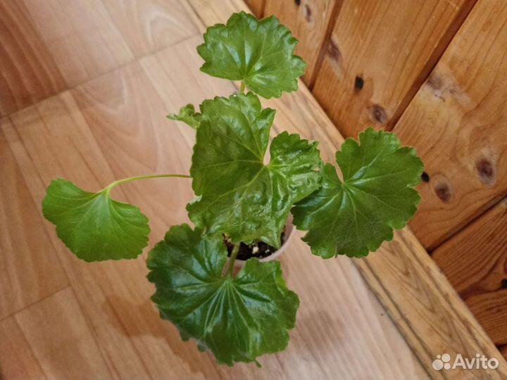 Пеларгония Red Pandora