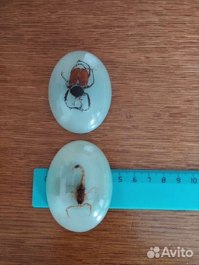 Насекомые в эпоксидной смоле магниты