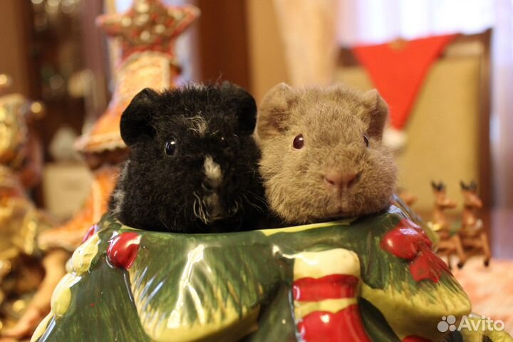 Морская свинка американский Тедди