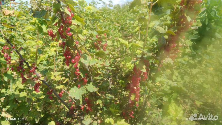 Красная смородина