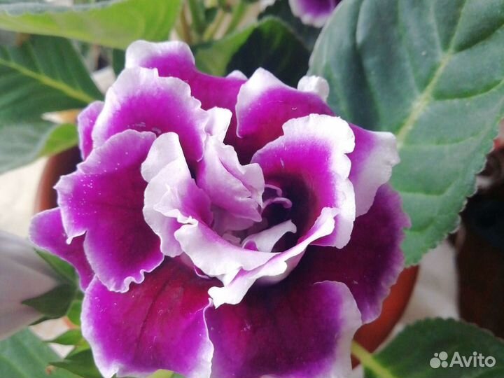 Глоксиния махровая