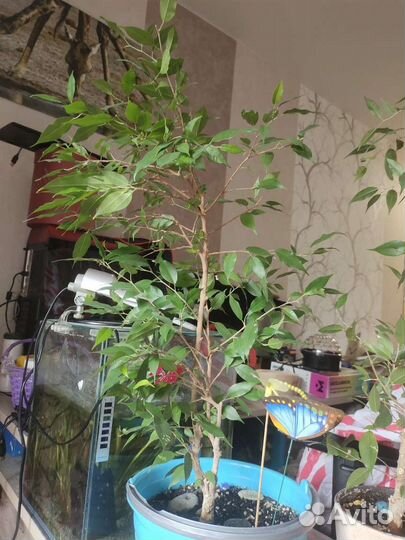 Комнатные растения Фикус