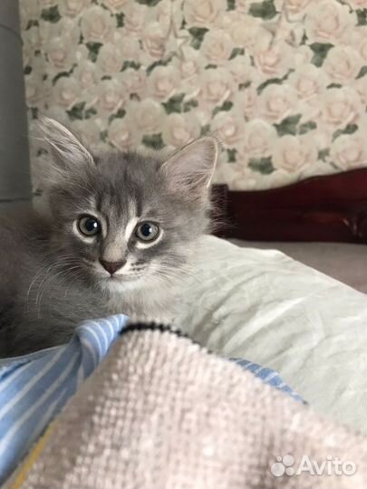 Кошка и кот