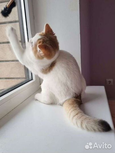 Котик в редком окрасе