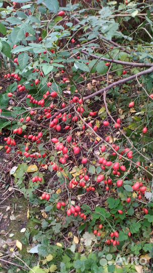 Шиповник бесшипный