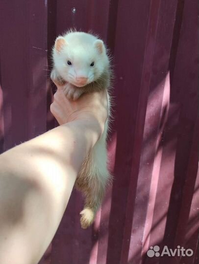 Хорек. Мишка Бу. Доставка. Ветпаспорт