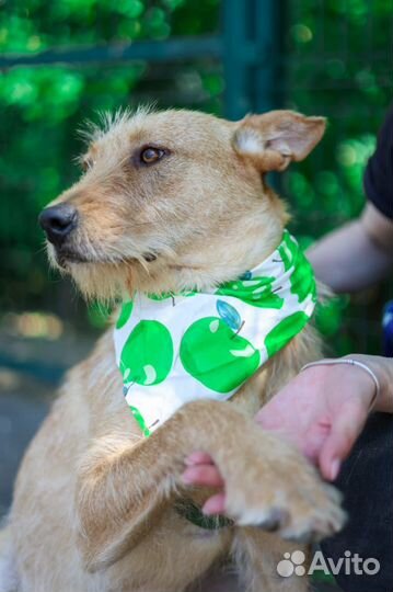 Вуди ищет дом