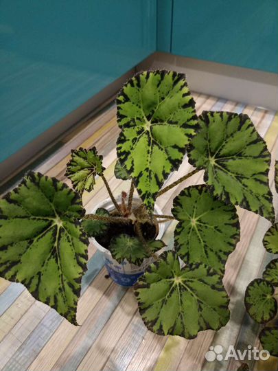 Бегония Бауэра