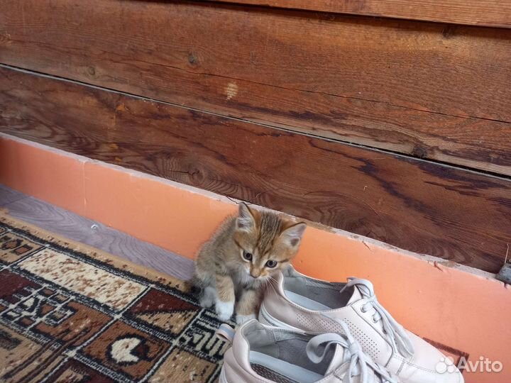 Котята в добрые руки бесплатно